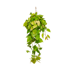 Philodendron Amarelo Pendente C21 - 1 Unidade