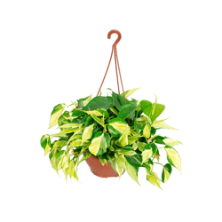 Philodendron Branco Pendente C21 - 1 Unidade