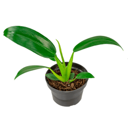 Philodendron Pacová Pt11 - Planta Única