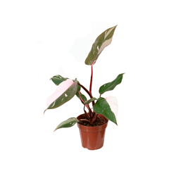 Philodendron Pink Princess - P12 Único