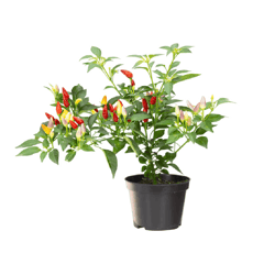 Pimenta Ornamental Pt11 - Planta Única
