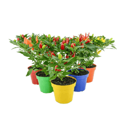 Pimenta Ornamental Pt14 Único