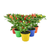 Pimenta Ornamental Pt14 Único