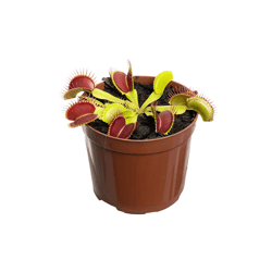 Planta Carnívora Dionaea P09 Único
