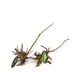 Raiz Ornamental Maxxi Raiz Pinho 30-40Cm - 1 Unidade