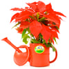 Regador Okla Vermelho 1,5 Litros - 1 Unidade