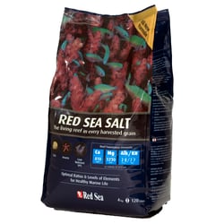Sal Red Sea Peixes