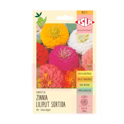 Semente De Zinnia Sortida Isla