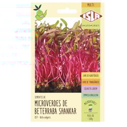 Semente Microverde Beterraba Shankar Isla - 1 Unidade