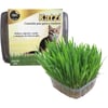Semente Para Graminha Katzi Para Gatos E Roedores - 90G