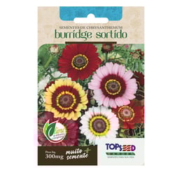 Sementes Chryanthemum Burridge Sortido Topseed Garden - 1 Unidade