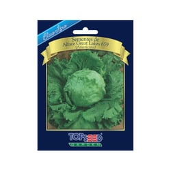 Sementes De Alface Americana Blue Line Topseed Garden - 1 Pacote