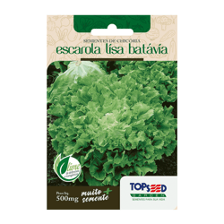 Sementes De Chicória Escarola Lisa Batávia Topseed Garden - 1 Unidade