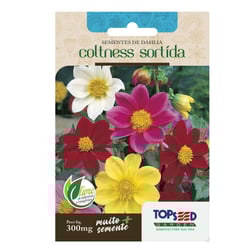Sementes De Dahlia Coltness Sortida Tradicional Topseed Garden - Único