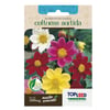 Sementes De Dahlia Coltness Sortida Tradicional Topseed Garden - Único