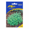 Sementes De Orégano All Garden Para Jardins