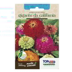 Sementes De Zínia Gigante Califórnia Sortida Topseed Garden - 1 Unidade