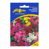 Sementes Phlox Drummond Sortido All Garden Para Jardim