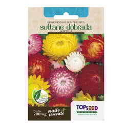 Sementes Sempre Viva Sultane Dobrada Sortida Topseed Garden - 1 Unidade