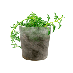Senecio Pt11 Único