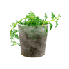 Senecio Pt11 Único