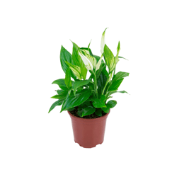Spathiphyllum Pt11 - Único