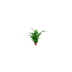 Spathiphyllum Pt15 Único - 1 Unidade