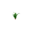 Spathiphyllum Pt15 Único - 1 Unidade
