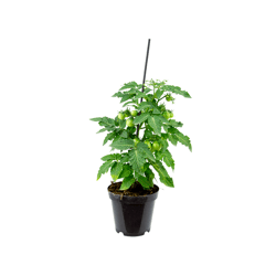 Tomate Ornamental Pt14 - 1 Unidade