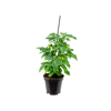 Tomate Ornamental Pt14 - 1 Unidade