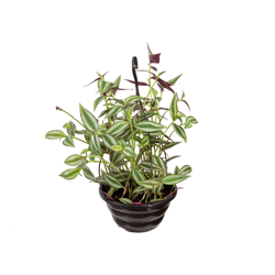 Tradescantia Zebrina C21 Único - 1 Unidade