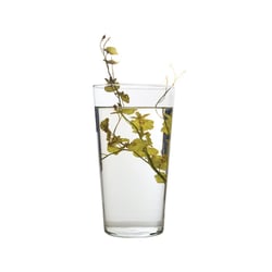 Vaso De Vidro Cone 23 Tr Luvidarte Único - 1 Unidade - Tamanho 2
