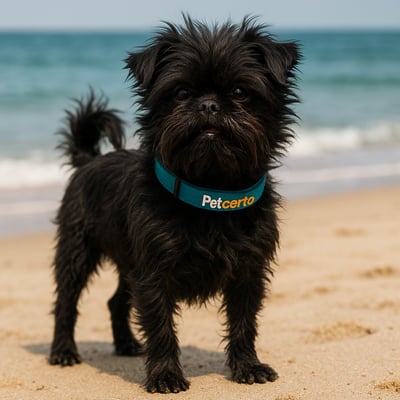 Affenpinscher