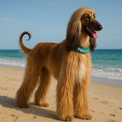 Afghan Hound