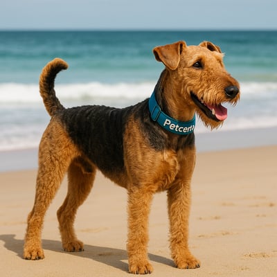Airedale Terrier