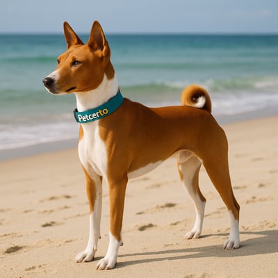 Basenji