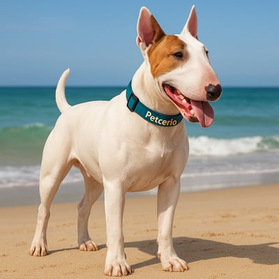 Bull Terrier