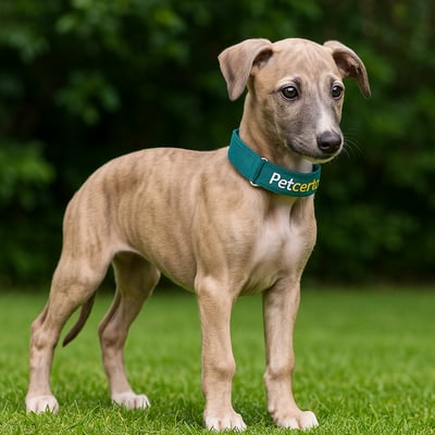 Filhote Greyhound