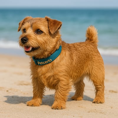 Norfolk Terrier